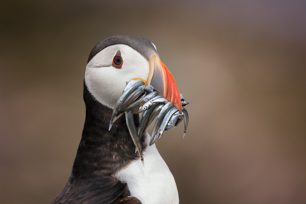 Fast Food von Fegari