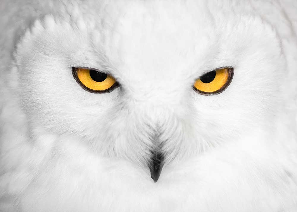 H Y P N O T I C S von Fegari