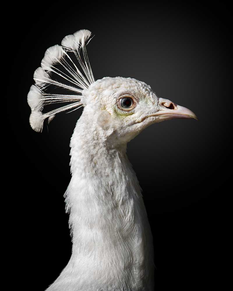 M A J E S T I C von Fegari