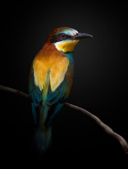 P R I S M A C O L O R