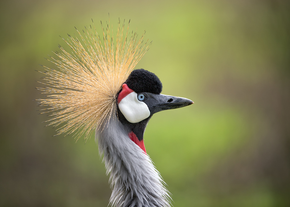 Because Im Worth It von Fegari