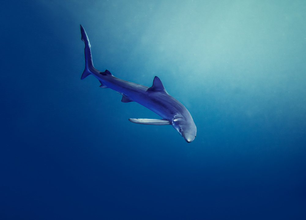 In Deep Blue von Fernando Abreu