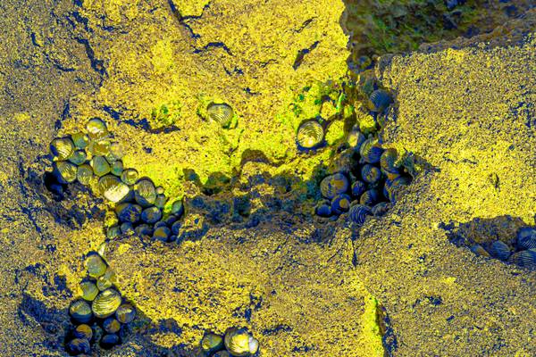 inlaid snail designs von Fernando Blanco Armendariz