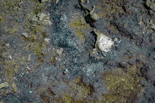 Natural inlaid pattern creations von Fernando Blanco Armendariz