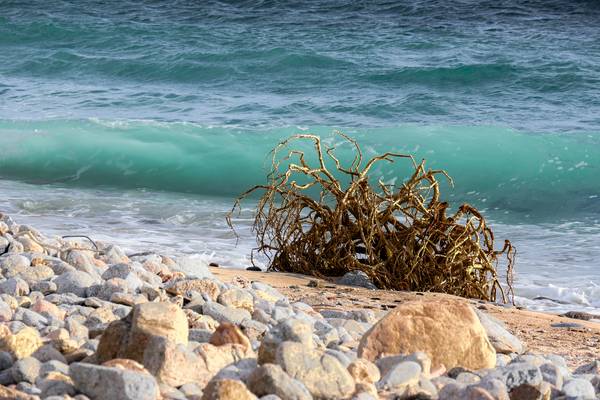 Pure virgin. soft and wild. consciousness 2 von Fernando Blanco Armendariz