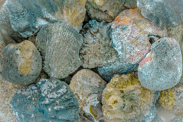 Shells and oysters of the sea von Fernando Blanco Armendariz