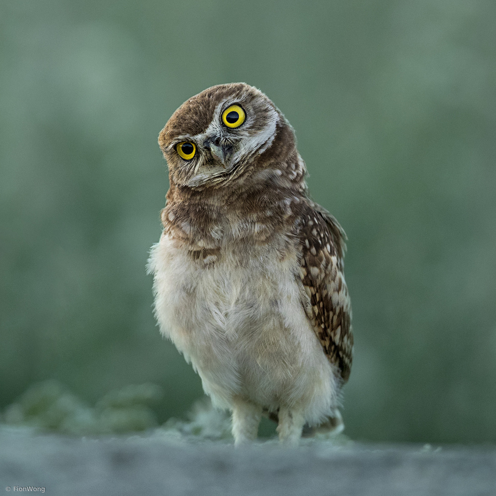 You have me at Hello von Fion Wong