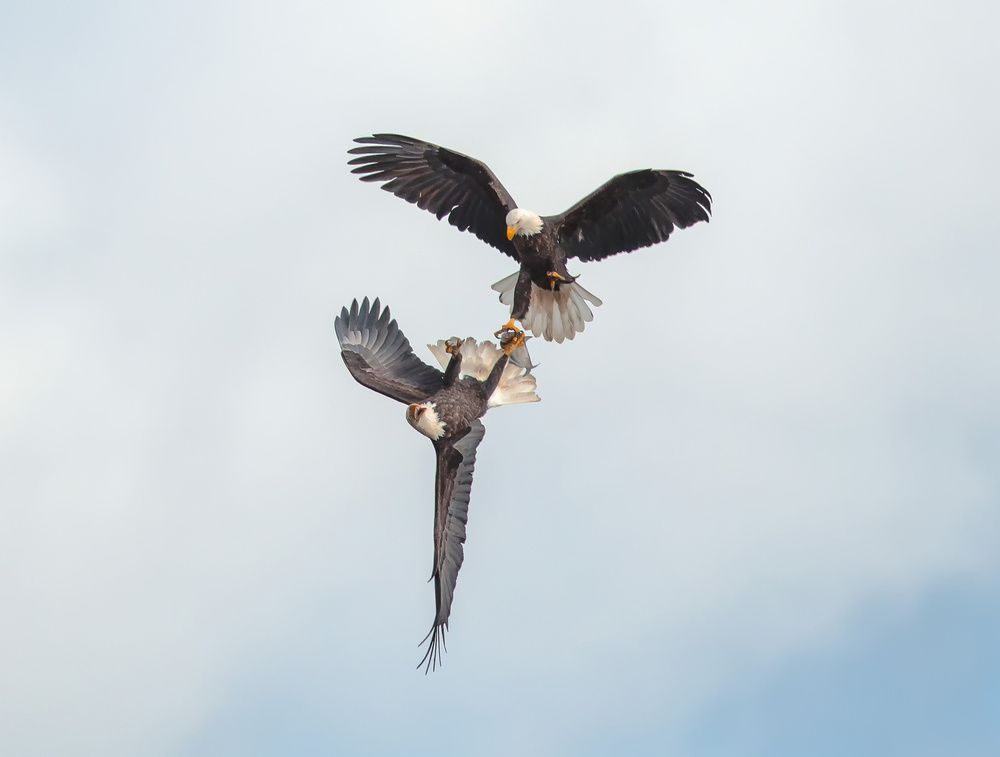 Its mine! von Fion Wong