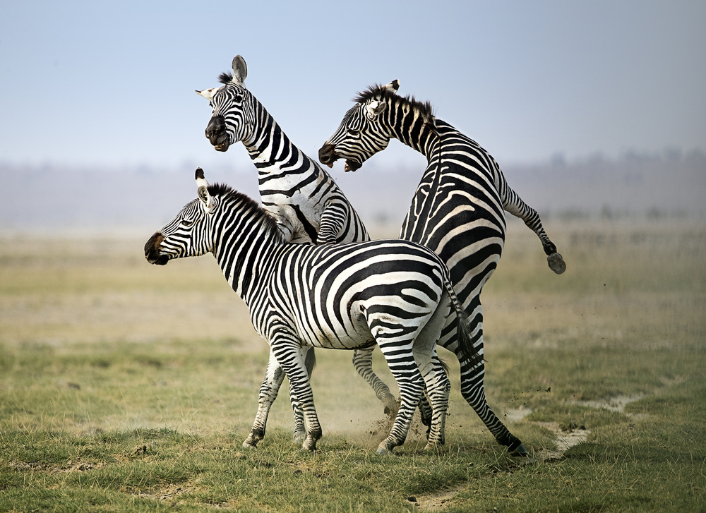 Boy, look who is talking! von Fion Wong