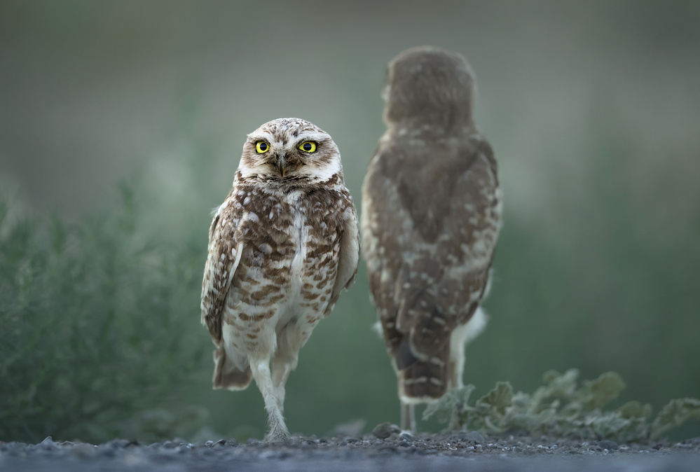 My Shadow! von Fion Wong