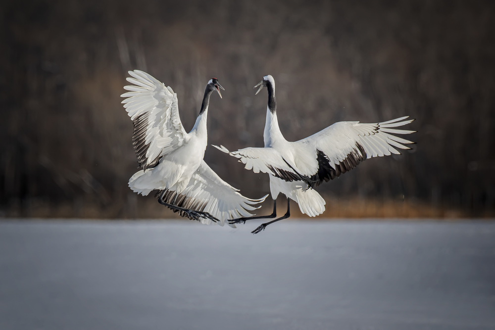 Jumping Competition von Fion Wong