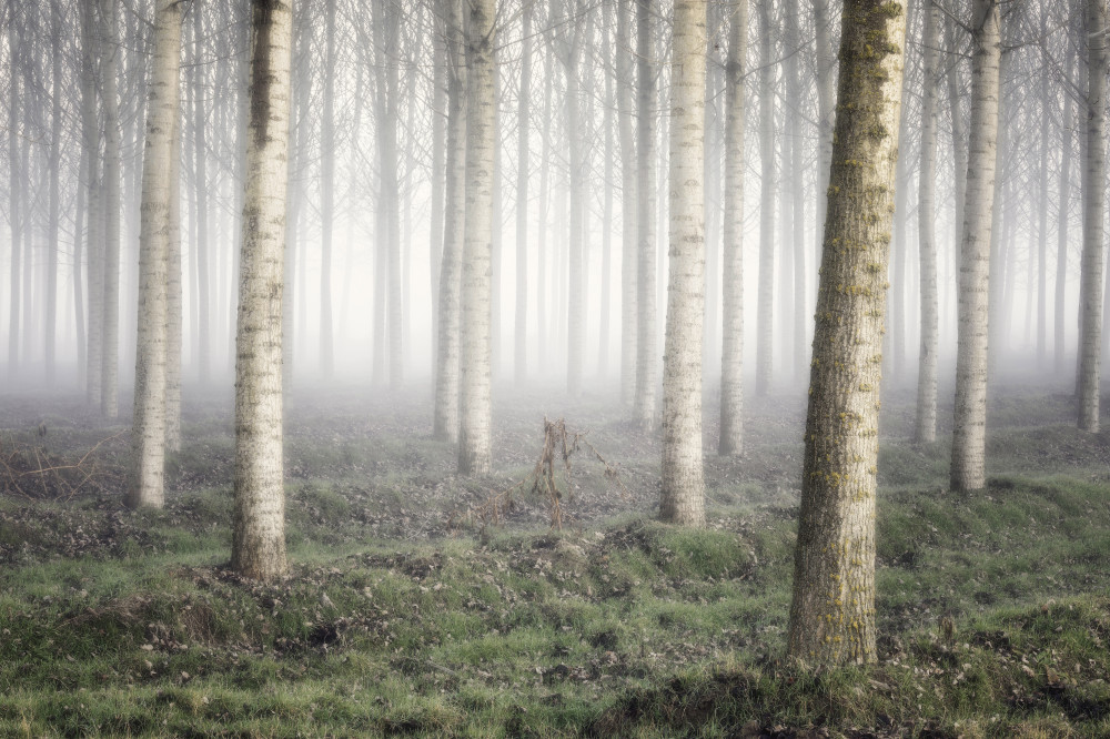Poplar grove von Fiorenzo Carozzi