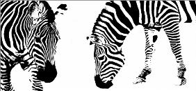 Zebra abstract II