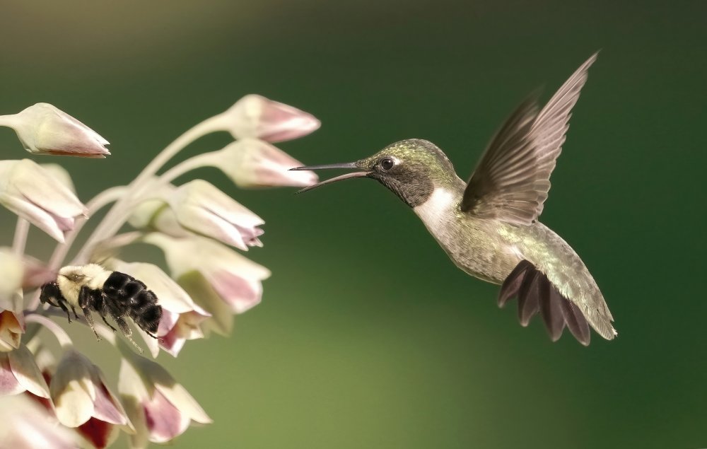 hummingbird in action von Flora Rao