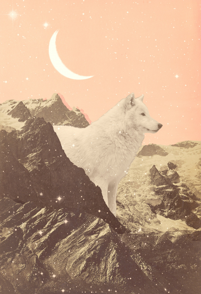 Giant White Wolf In Mountains von Florent Bodart