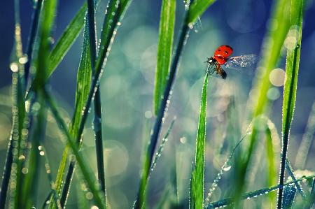 lady bird Series No.4