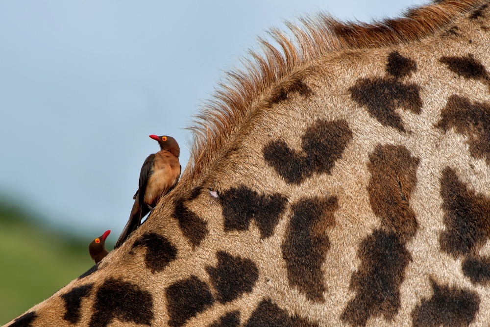 untitledl von Foad Mirzaie