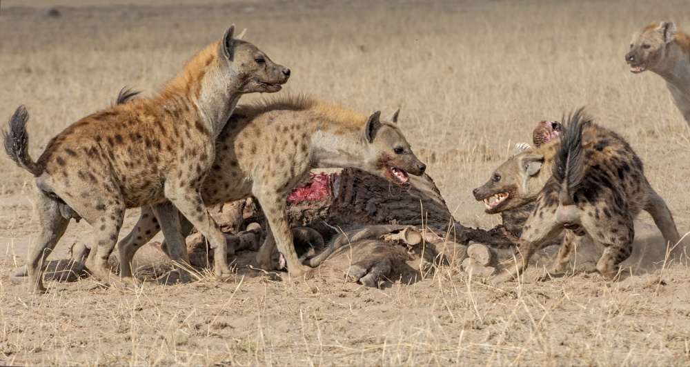 untitledl von Foad Mirzaie