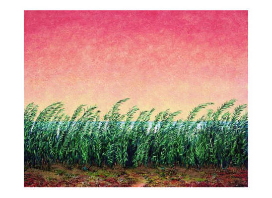 Schilfgras (2001) von Folkert Rasch