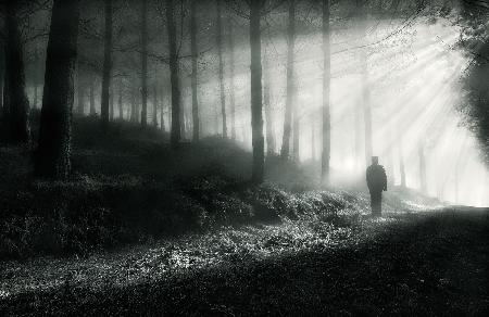 Contemplating the light