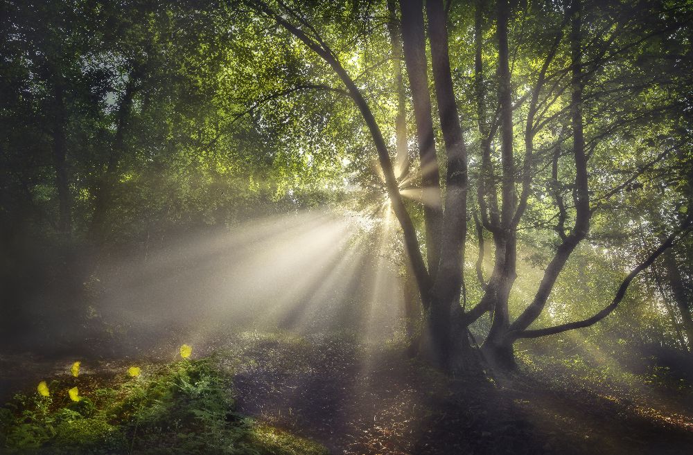 Das Morgenlicht von Fran Osuna