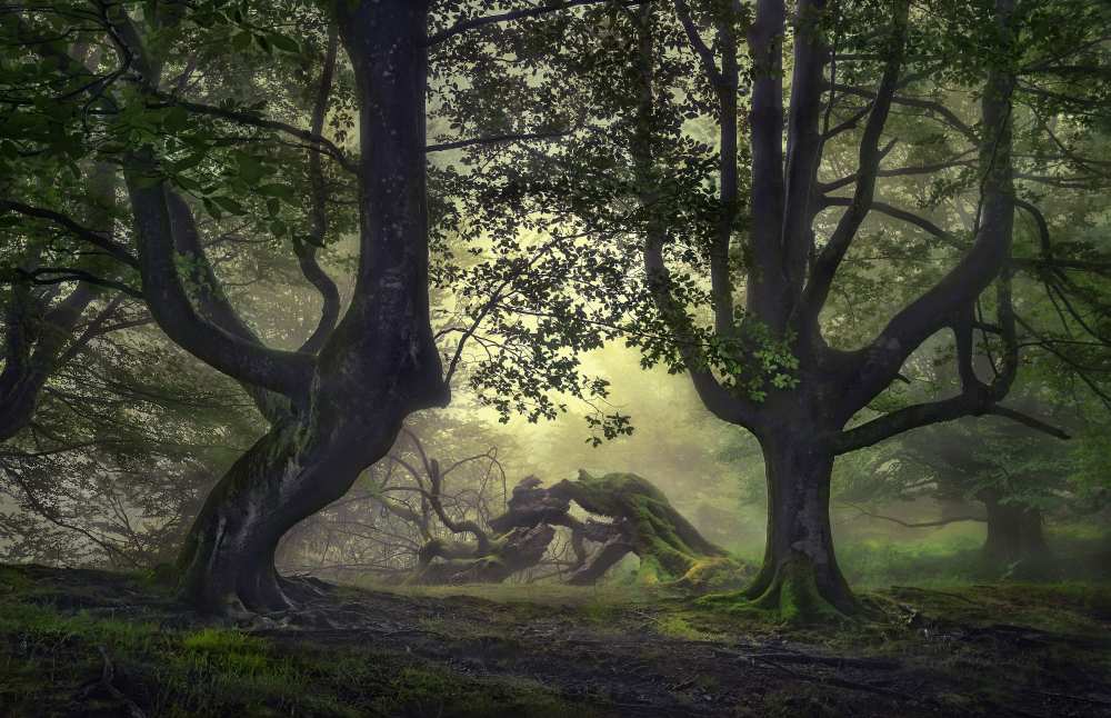 Guardians of the forest von Fran Osuna