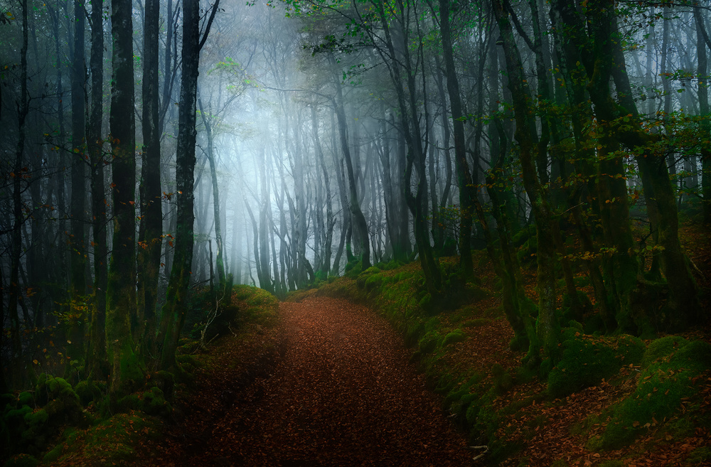 Autumn days von Fran Osuna