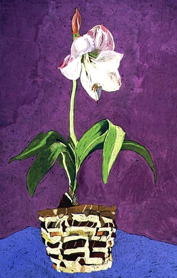 Amaryllis von  Frances  Treanor