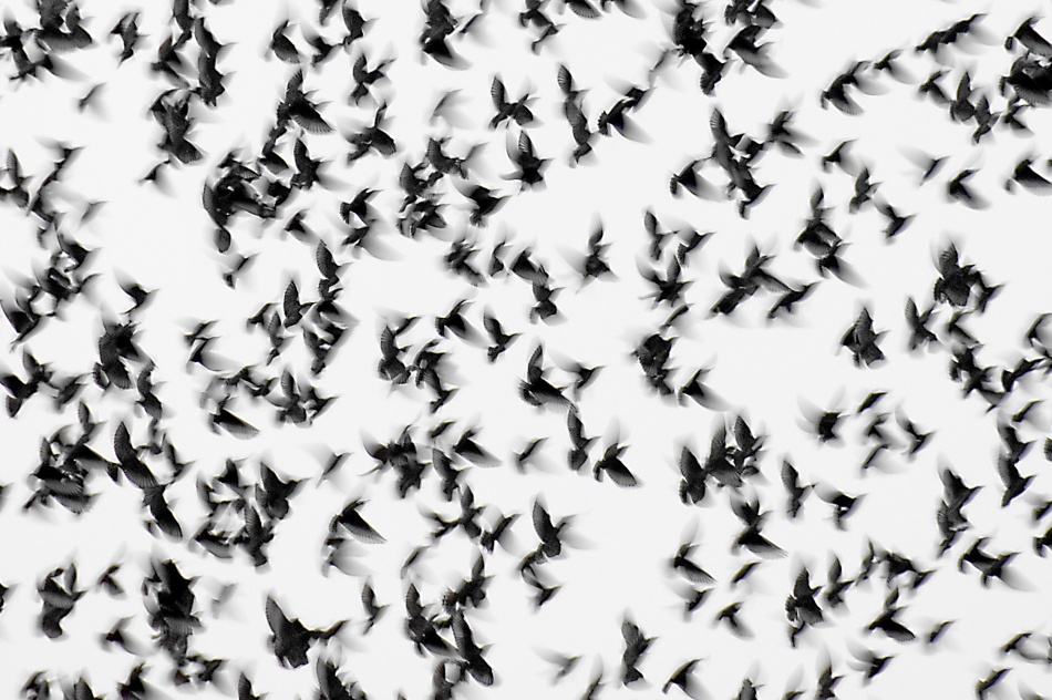 Frantic von Francesco Calvetti