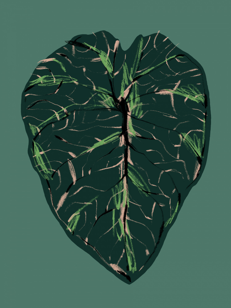 Alocasia Melo Dark von Francesco Gulina