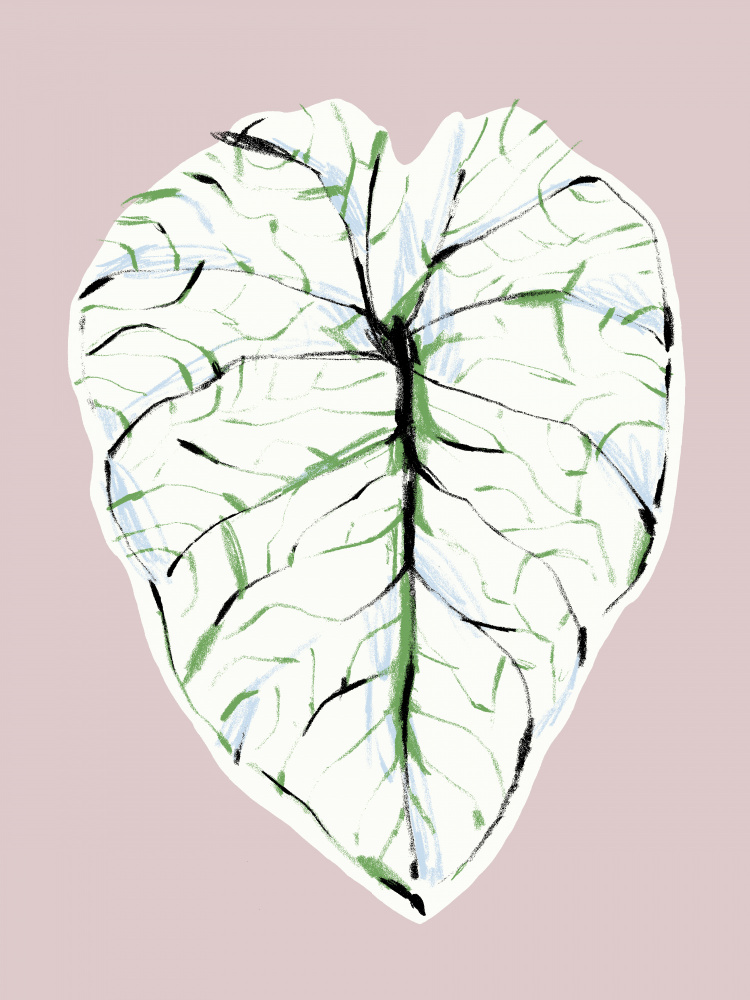 Alocasia Melo Light von Francesco Gulina