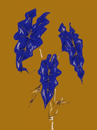 Alocasia Polly Mustard