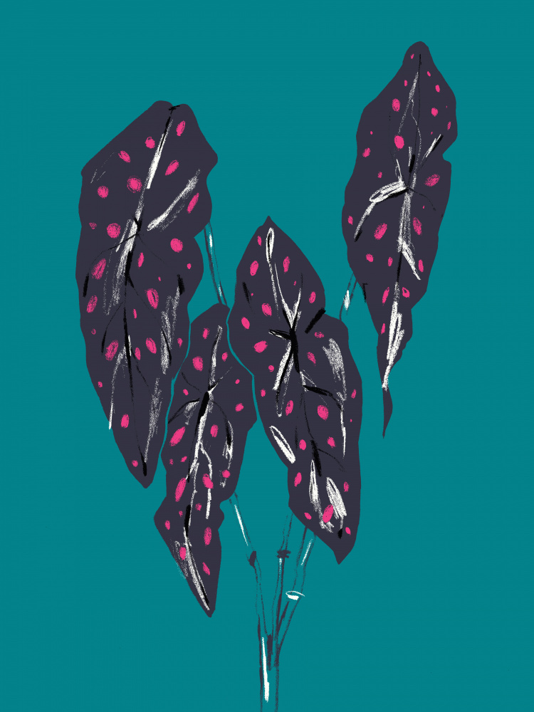 Begonia Maculata Dark von Francesco Gulina