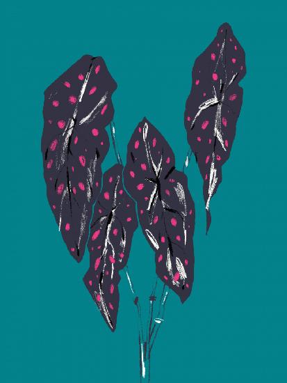 Begonia Maculata Dark