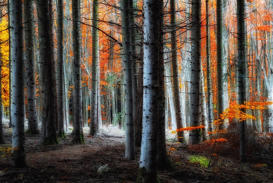 Fire!! von Francesco Martini