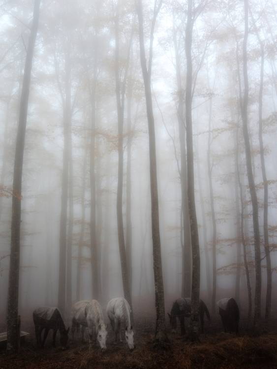 Fog von Francesco Martini