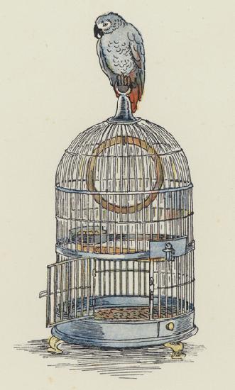 Parrot sitting on top of its cage