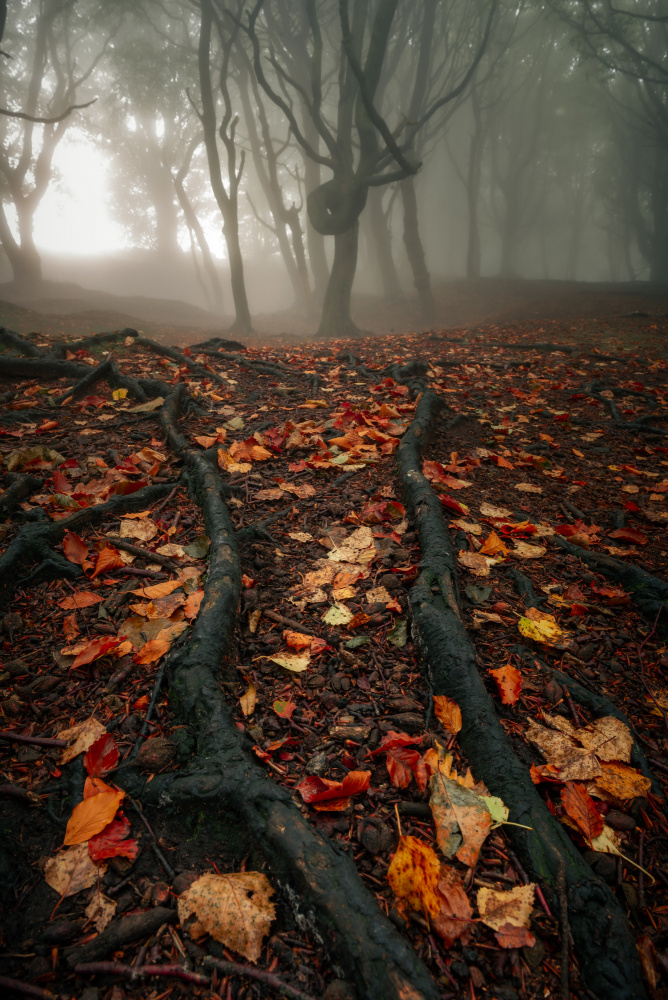 Roots Run Deep von Francis Wilson