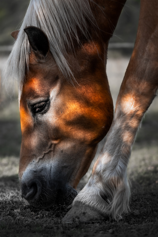 Filtered Light von Francis Wilson