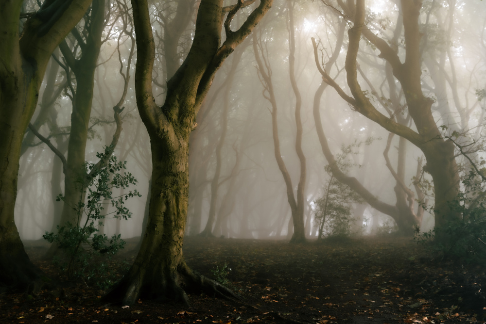 Reaching For Stars von Francis Wilson