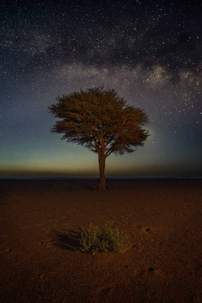 THE BUSH, THE TREE AND THE MILKY WAY von Francisco Crusat