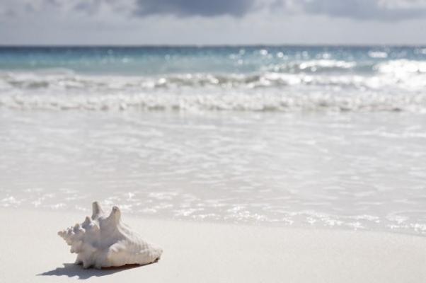 sea shell on the beach von Franck Camhi