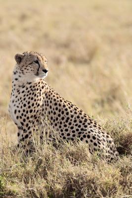 Cheetah von Franck Camhi