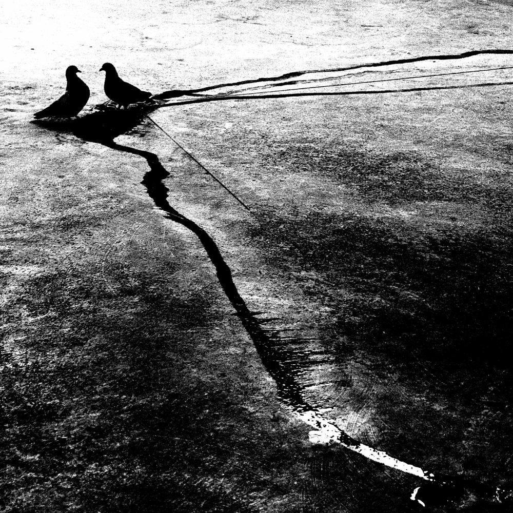 two black pigeons von Franco Maffei