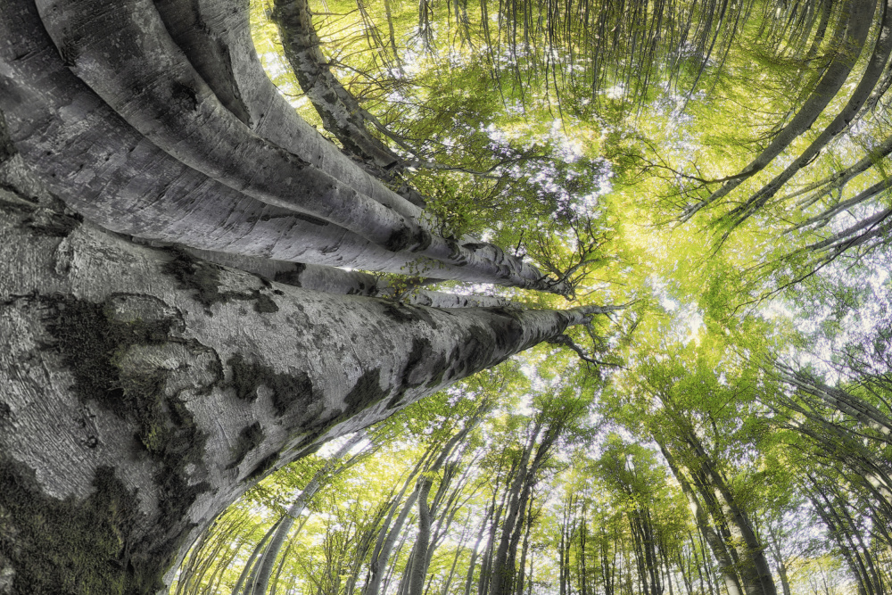 Bugs-eye view von Francois Casanova