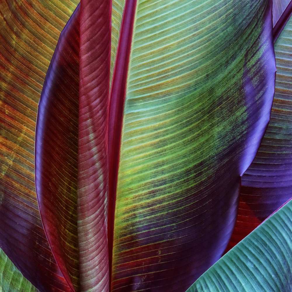 Banana skin von Francois Casanova