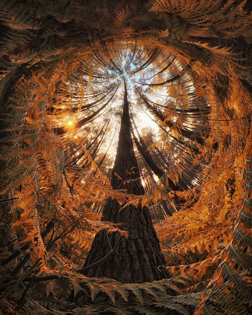 COP 21 von Francois Casanova