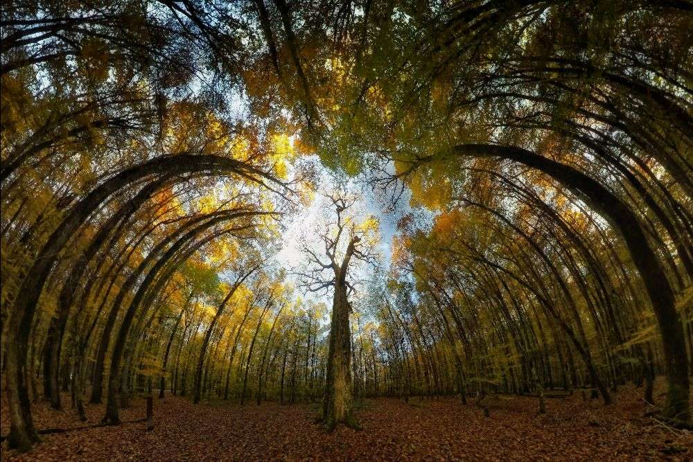 Ihre Majestät von Francois Casanova