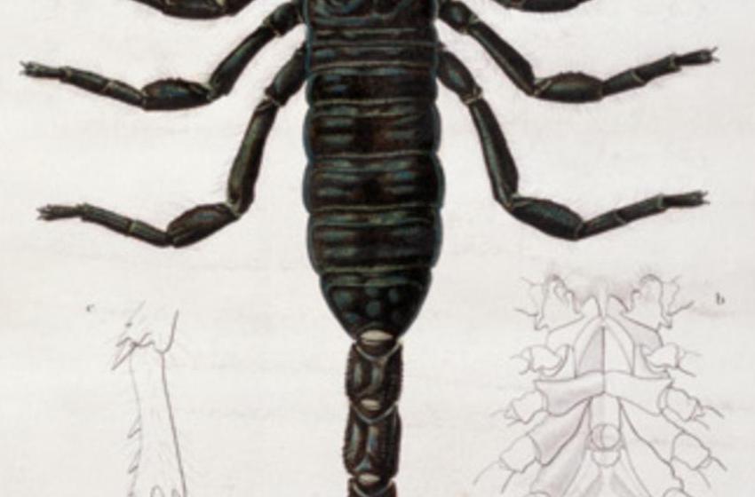 Francois Le Vaillant