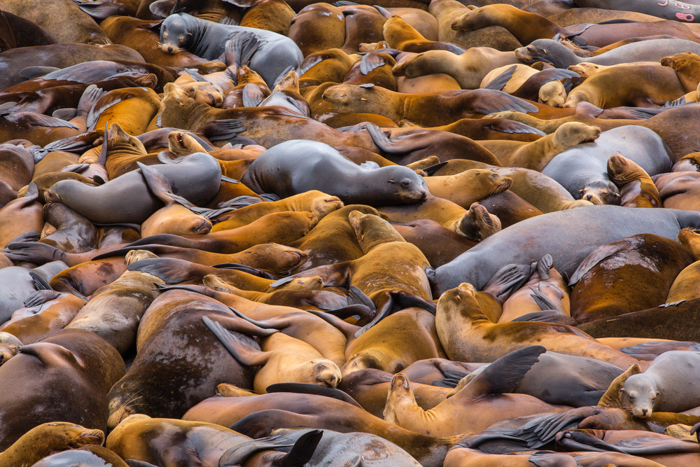 Sea of lions von Francois Roughol